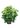 fatsia-AVX2206227