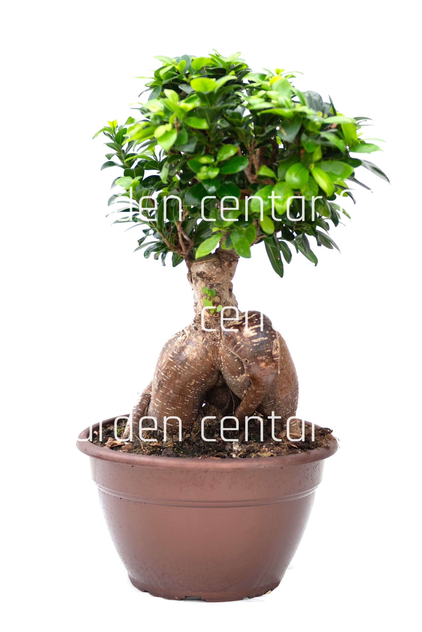 ficus-nitida-retusa-microcarpa-clt7-copia-AVX2206241