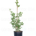 Ginko biloba autumn gold