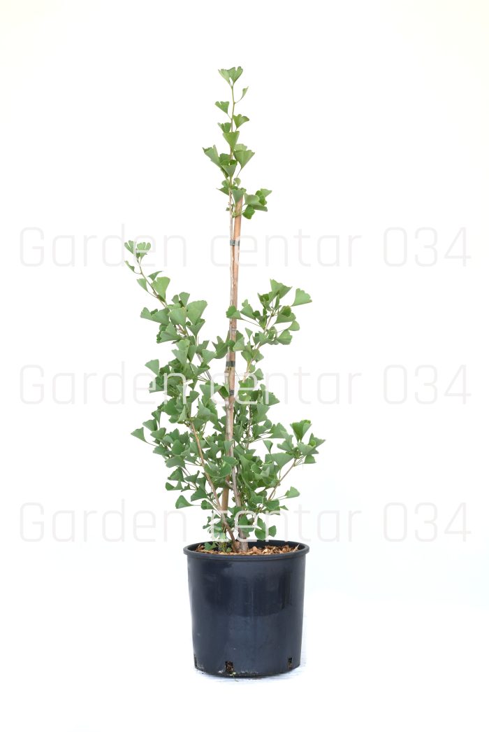 Ginko biloba autumn gold