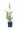 gingko-biloba-autumn-gold-copia-AVX2206246