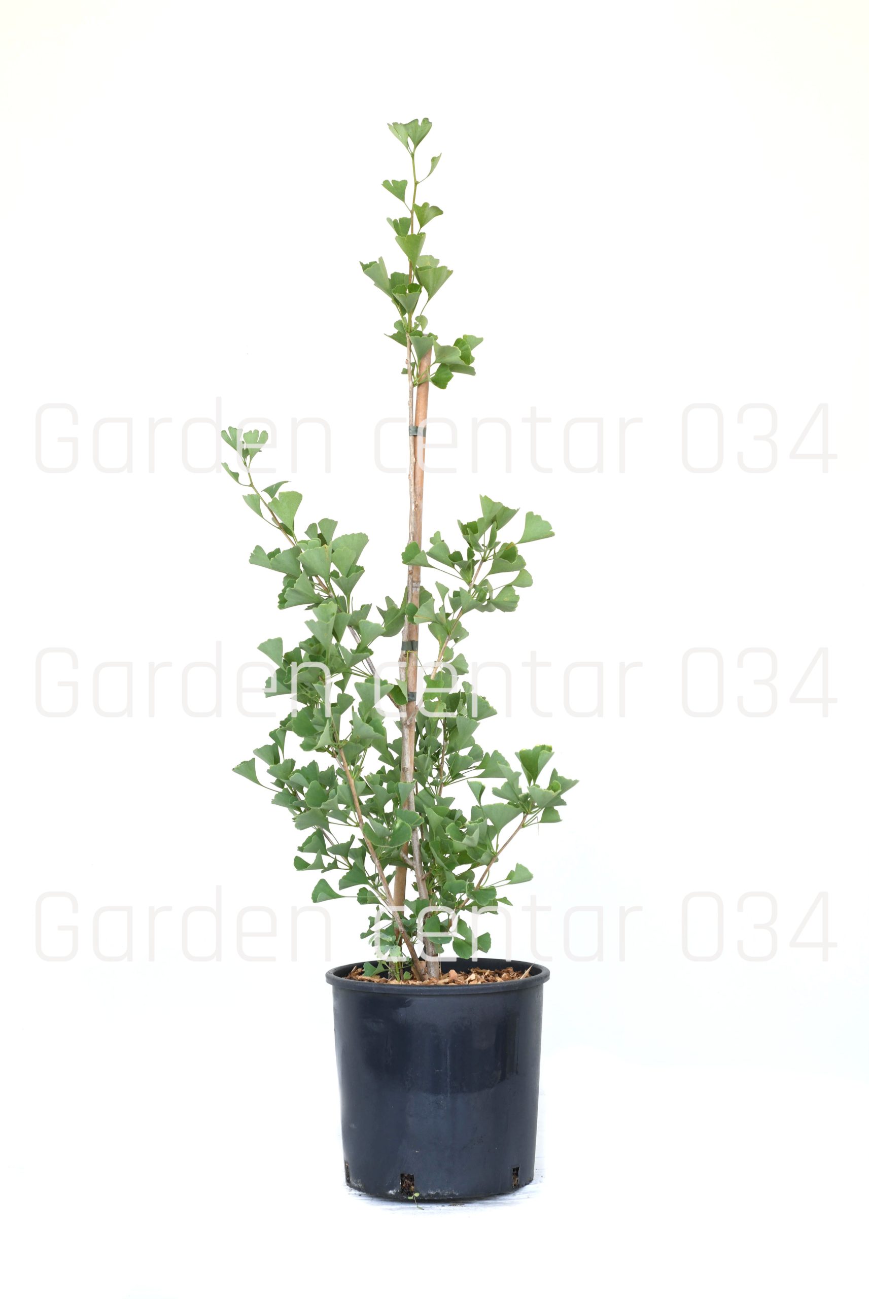 gingko-biloba-autumn-gold-copia-AVX2206246