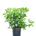 Hydrangea paniculata bobo