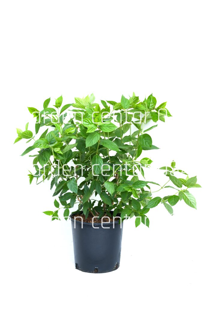 Hydrangea paniculata bobo