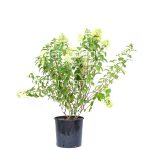 Hydrangea paniculata