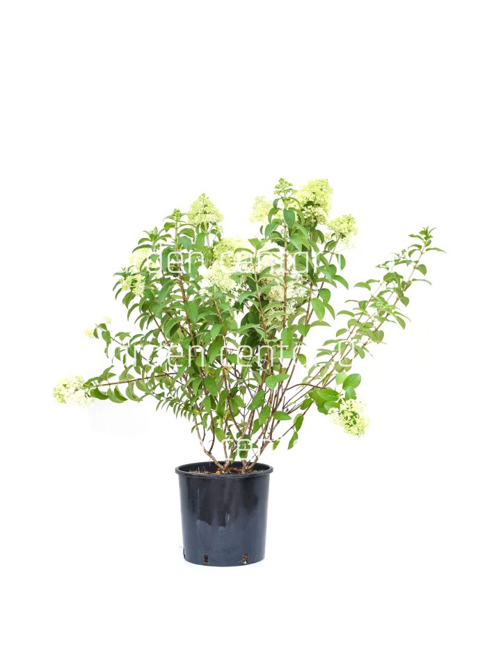 Hydrangea paniculata