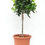 Ilex mutchagara nellie R stevens