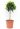 ilex-mutchagara-Nellie-R-Stevens-lv9-mini-alberetto-copia-AVX2206266