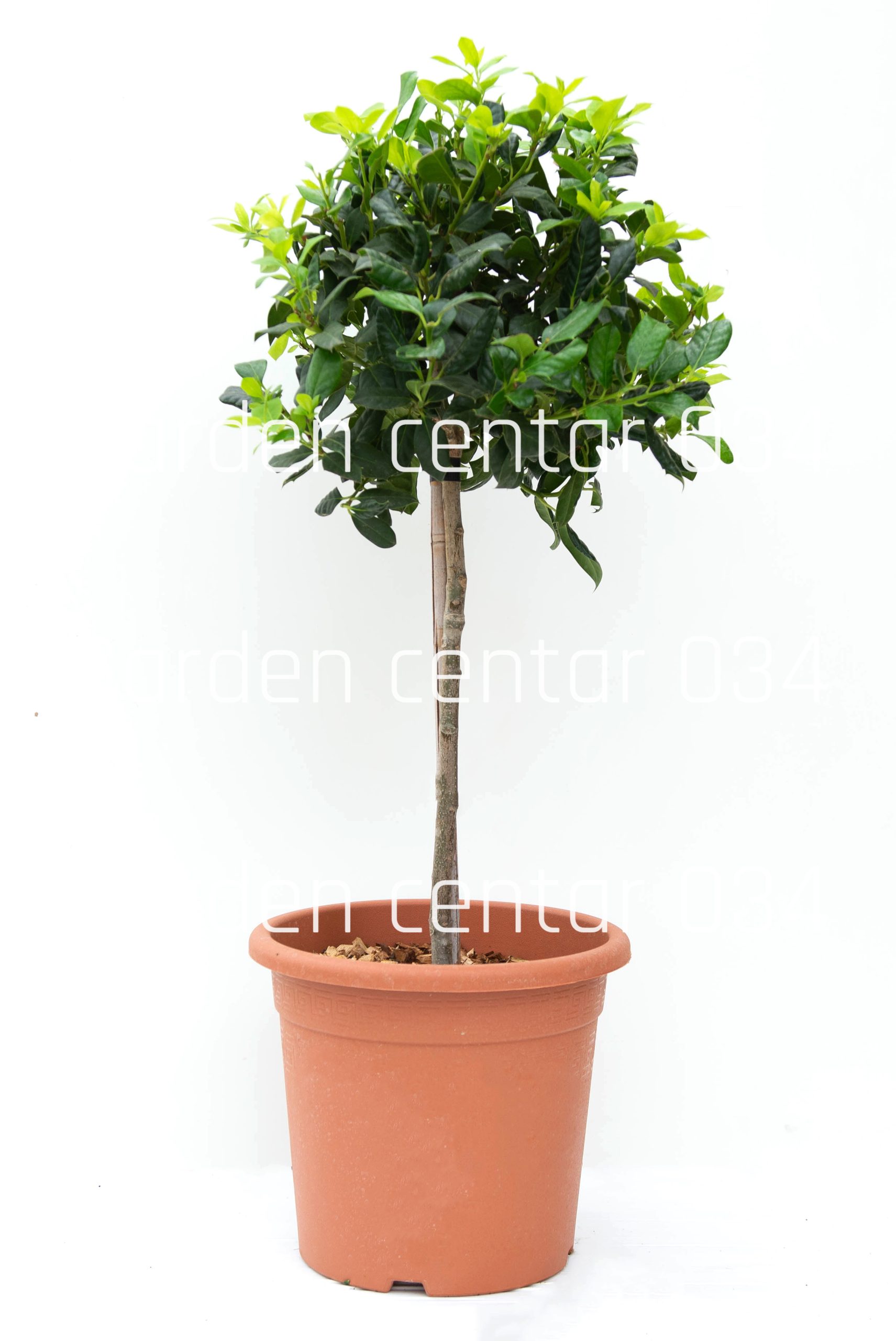 ilex-mutchagara-Nellie-R-Stevens-lv9-mini-alberetto-copia-AVX2206266