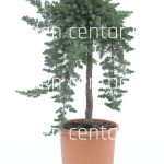 Juniperosin sorten ministam