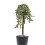 Juniperus conferta blue pacific