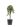 juniperus-conferta-blue-pacific-clt-18-mfusto-60-cm-2-copia-AVX2206274