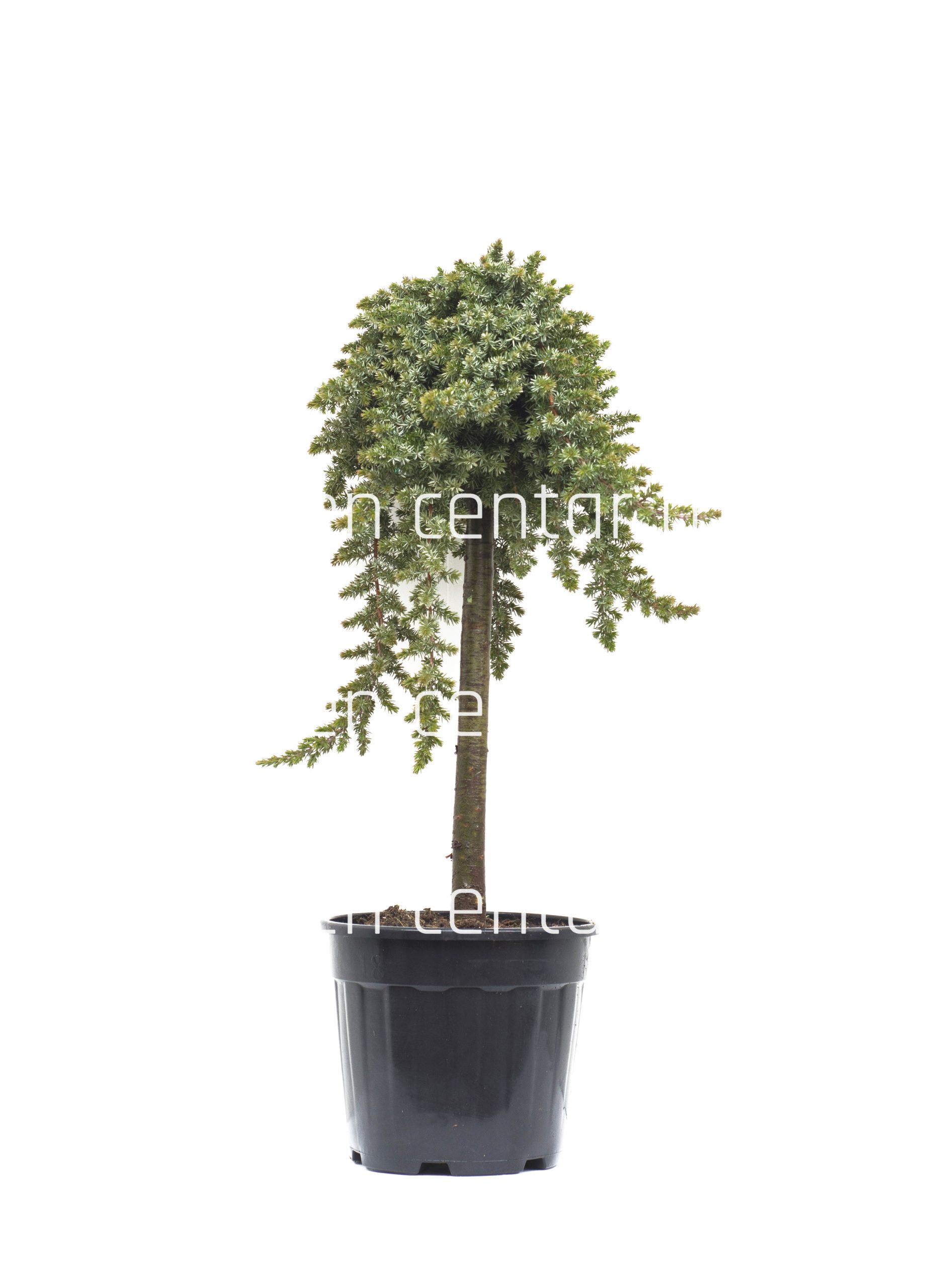 juniperus-conferta-blue-pacific-clt-18-mfusto-60-cm-2-copia-AVX2206274