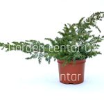 Juniperus conferta schlager
