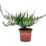 Juniperus rockery mixed