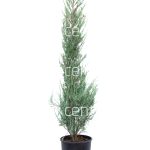 Juniperus virginiana skyrocket