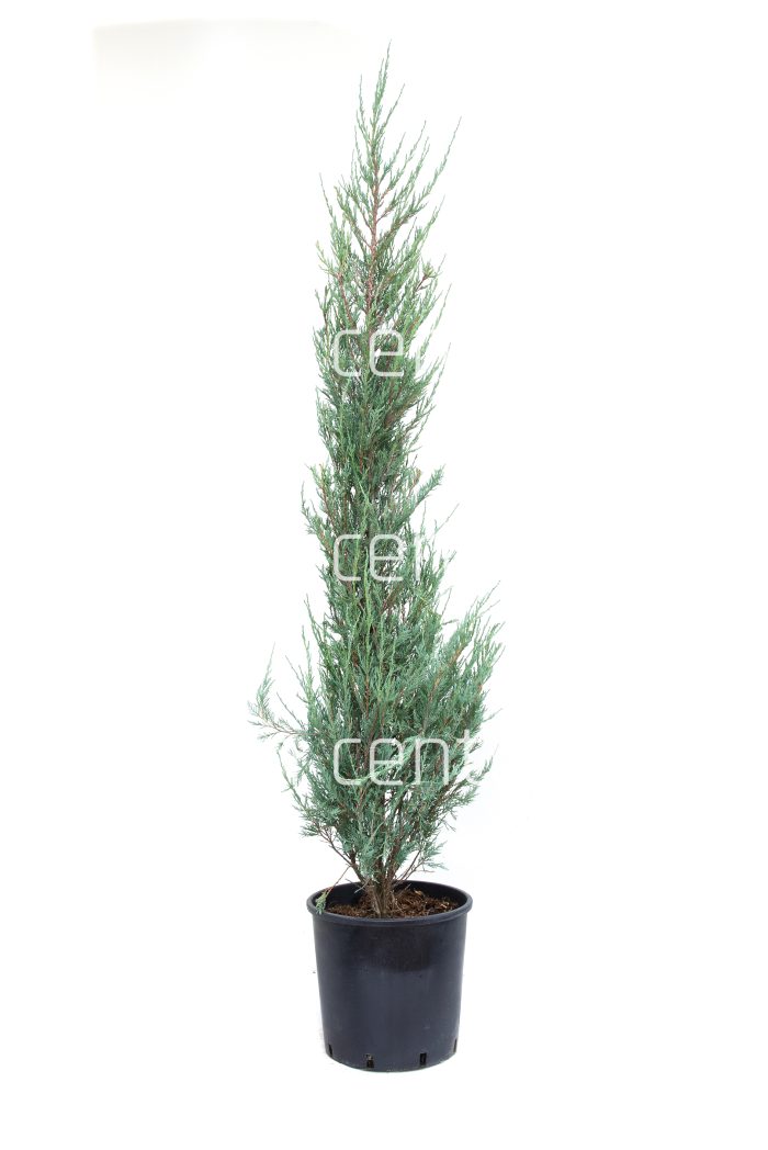 Juniperus virginiana skyrocket