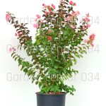 Lagerstoermia indica