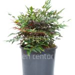 Nandina domestica