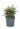 nandina-domestica-obsessed-clt5-2-copia-AVX2206362