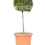 Ligustrum lonandrum