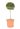 Ligustrum-Ionandrum-LV9-mini-alberello-AVX2206298
