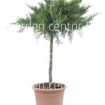 Juniperus sorten ministem