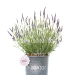 Lavanda