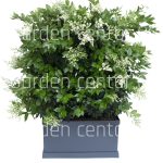 Ligustrum texanum cassete