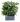 ligustrum-texanum-cassetta-LVC60-3-AVX2206303