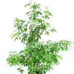 Liquidambar stiraciflua