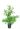 liquidambar-stiraciflua-clt-10-copia-AVX2206307(1)