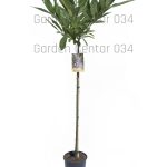 Castanea sativa - pitomi kesten