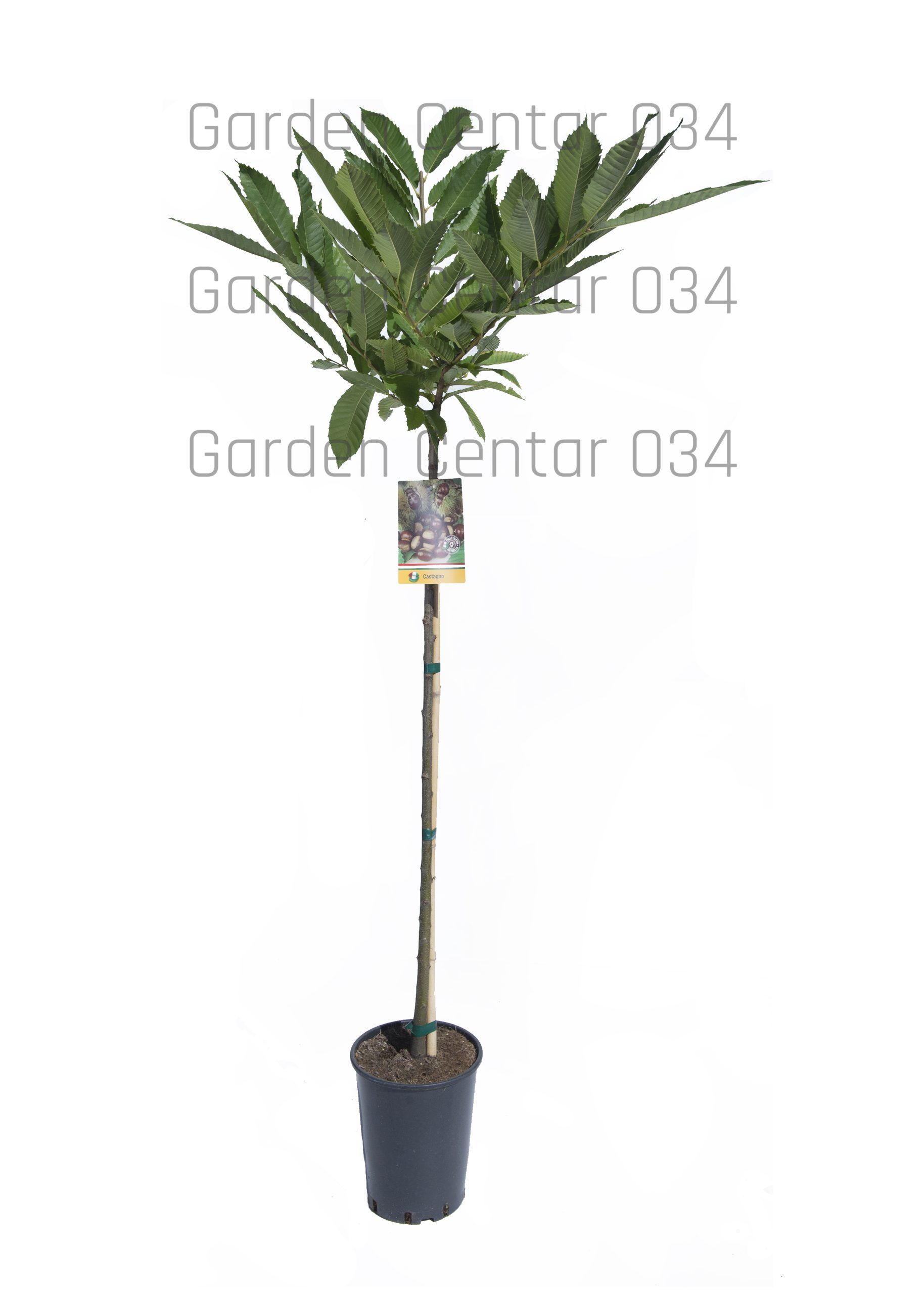 Castanea-sativa-AVX2206080