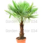 Trachycarpus fortunei