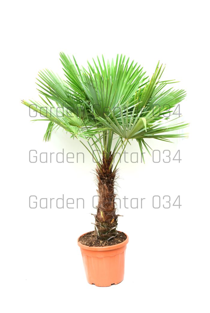 Trachycarpus fortunei
