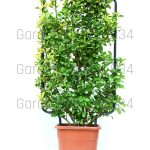 Euonymus spaliere
