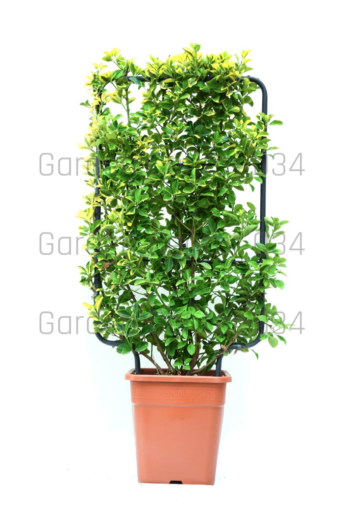 Euonymus spaliere
