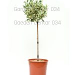 Euonymus elegantisimus
