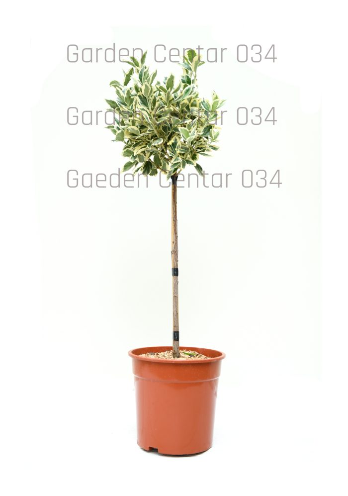 Euonymus elegantisimus