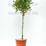 Photinia fraseri red robin