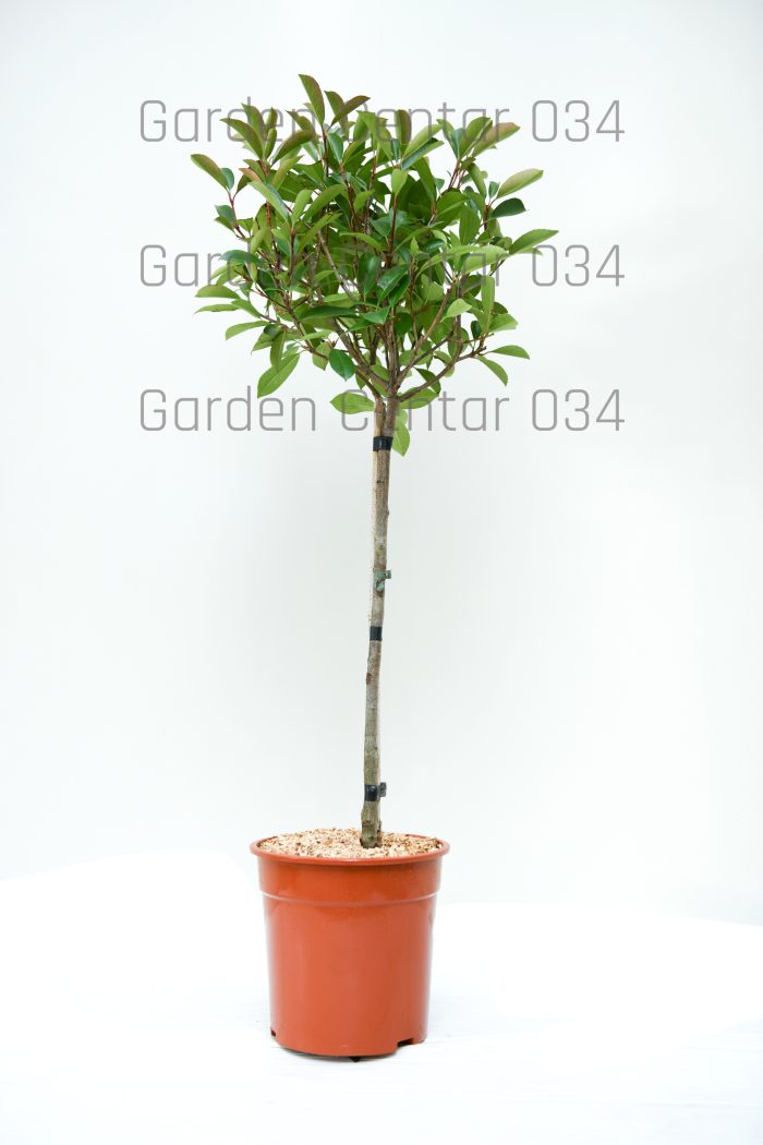 Photinia fraseri red robin