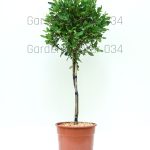 Viburnum