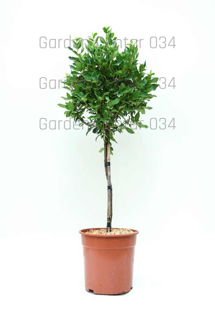 Viburnum