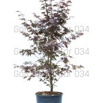 Acer palmatum - Japanski javor