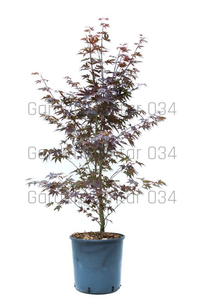 Acer palmatum - Japanski javor