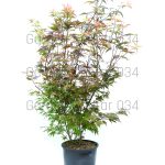 Acer palmatum - Japanski javor