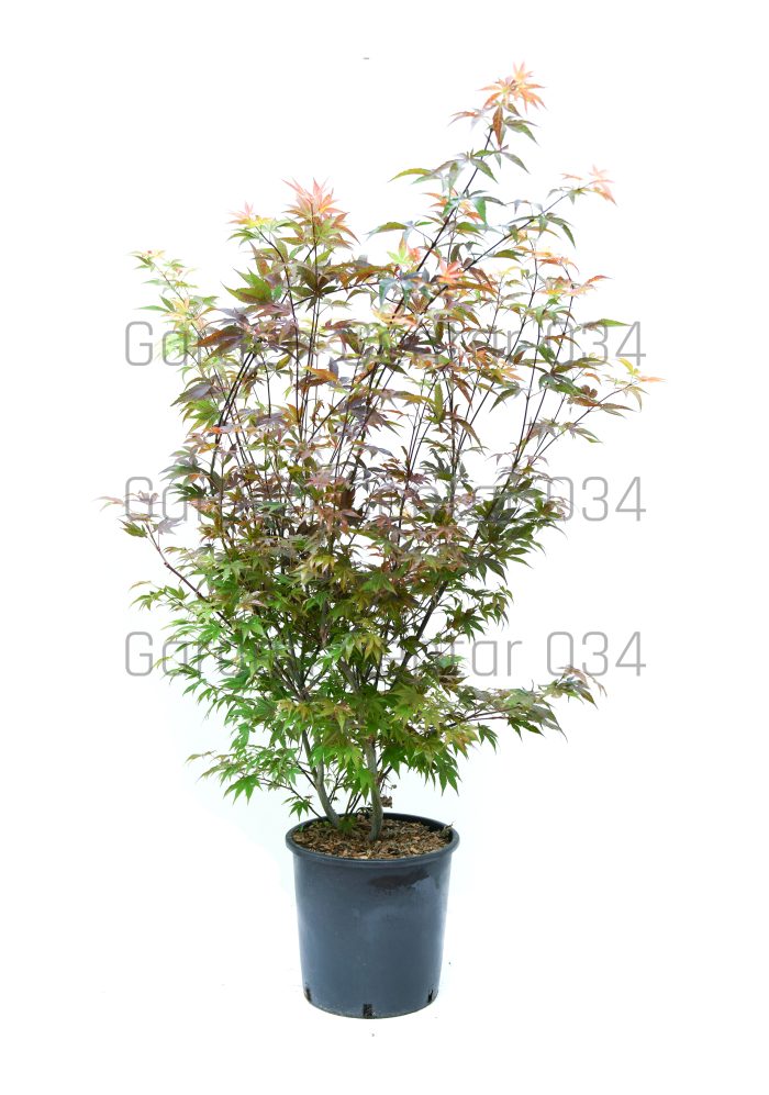 Acer palmatum - Japanski javor