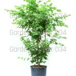 Japanski javor - Acer palmatum
