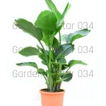 Strelitzia nicolai